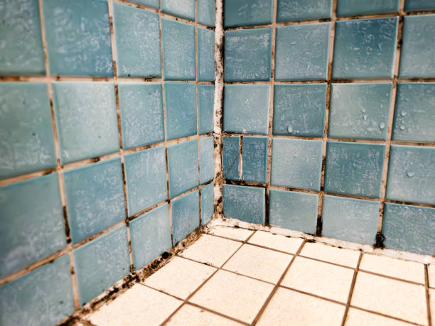 Best Post-Construction Mold Inspection  in Dillon, SC