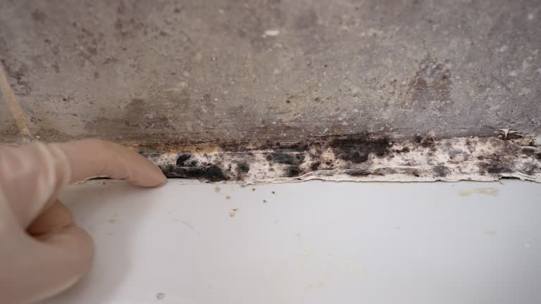 Best Post-Remediation Verification Testing  in Dillon, SC