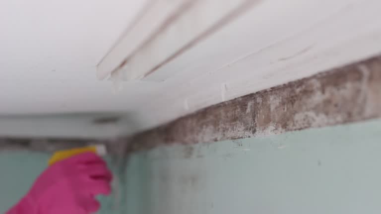 Best Airborne Mold Testing  in Dillon, SC
